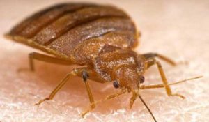 Bed Bugs Treatment