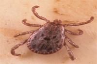 ticks control Melbourne