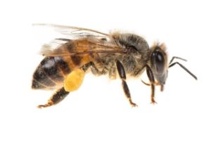 Bee Removal Melbourne