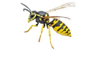 wasps removal 