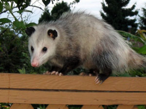 Is Summer inviting possums to households? - Let's Find Out