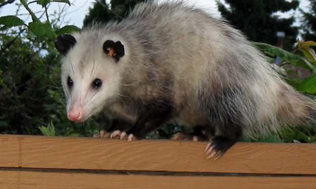 Tips & Tricks to Keep Possums Away from your Property