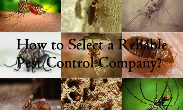 How to Select a Reliable Pest Control Company?