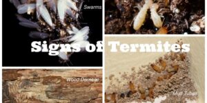 Signs of Infestation of Termites in your Property