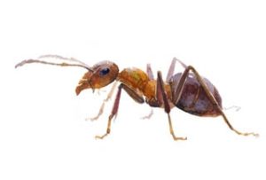 Ant Pest Control