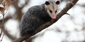 Little Known Facts About Possum Control