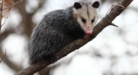 Little Known Facts About Possum Control