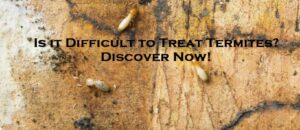 Is it Difficult to Treat Termites? Discover Now!
