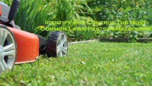 Identify And Control The Most Common Lawn Pests In Melbourne