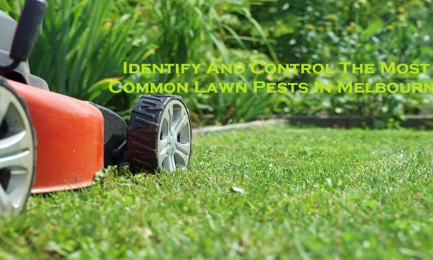 Identify And Control The Most Common Lawn Pests In Melbourne