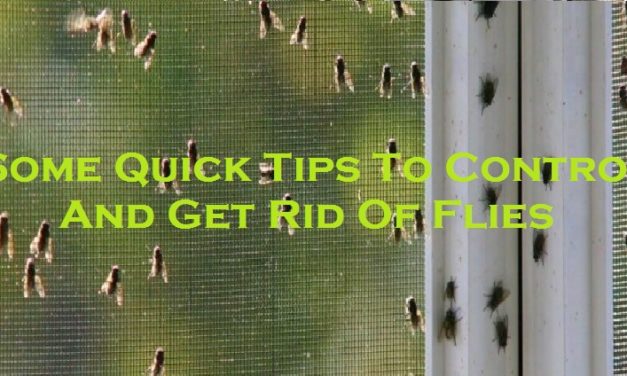 Some Quick Tips To Control And Get Rid Of Flies