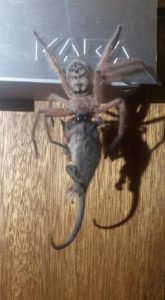 Rare Photo Of Huntsman Spider Devouring Pygmy Possum Goes Viral