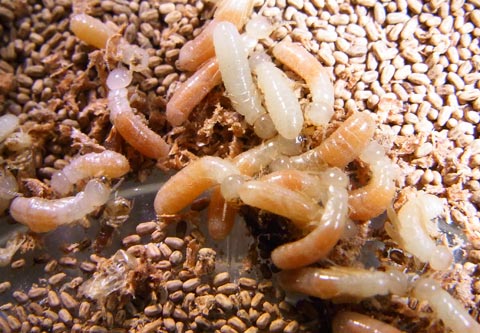 termite treatment