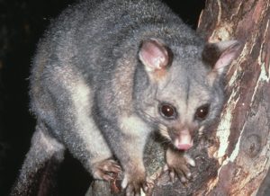 Tug O War With A Possum In The Attic