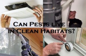 Can Pests live in Clean Habitats?
