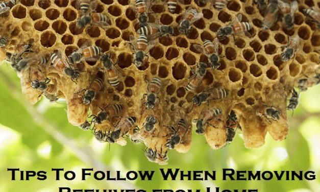 Tips To Follow When Removing Beehives from Home