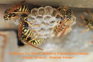 4 Ways To Stop Wasps From Entering Your Space - Know How?