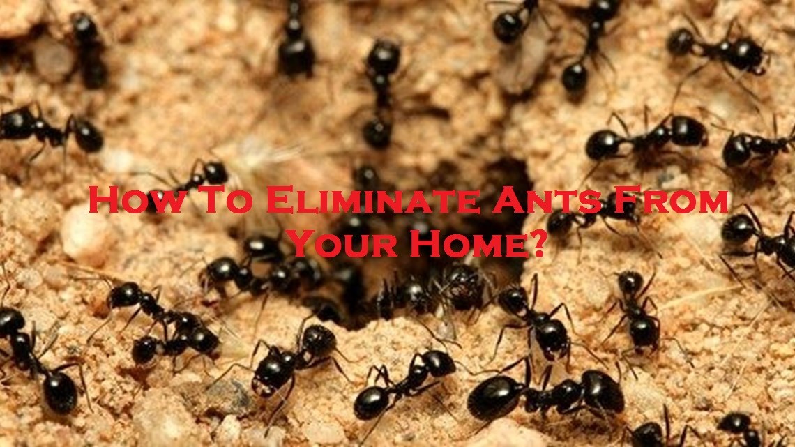 How to Get Rid of Ants: DIY Tips and When to Call an Ant Exterminator