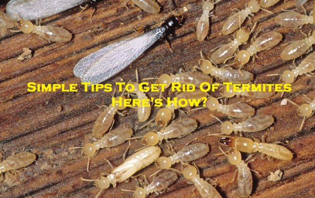 Simple Tips To Get Rid Of Termites - Here's How?