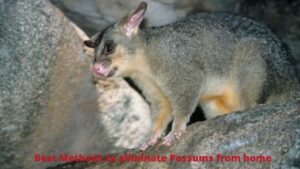 Best Methods to eliminate Possums from home (1)