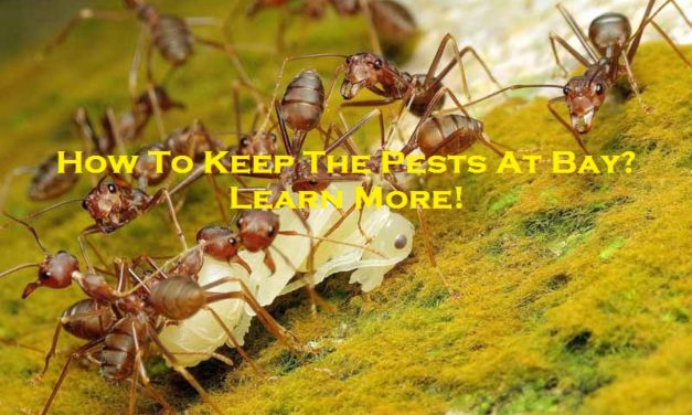 How To Keep The Pests At Bay? – Learn More!