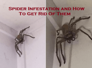 Spider Infestation and How To Get Rid Of Them