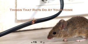Things That Rats Do At Your Home