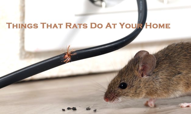 Things That Rats Do At Your Home