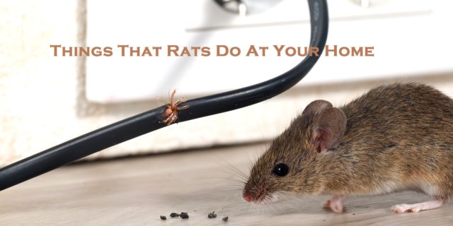 Things That Rats Do At Your Home