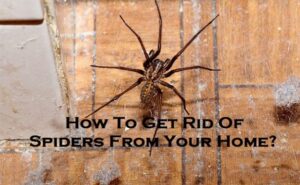 How To Get Rid Of Spiders From Your Home?