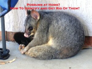 Possums at Home? How To Identify and Get Rid Of Them?