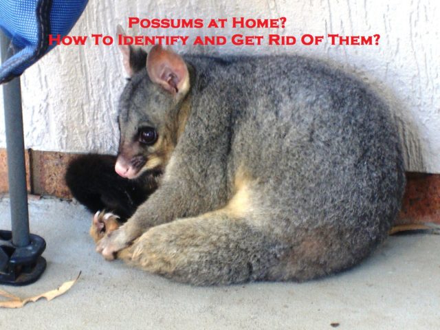Possums at Home? How To Identify and Get Rid Of Them?
