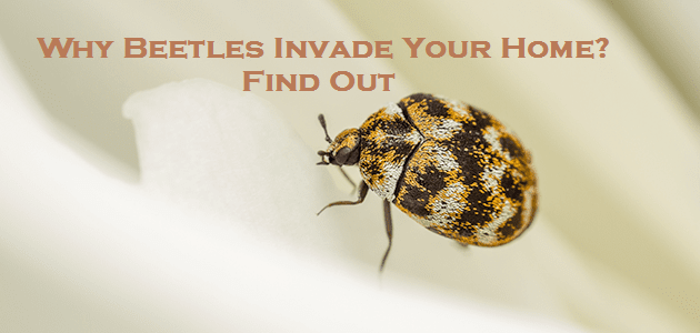 Why Beetles Invade Your Home? – Find Out