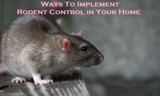 Ways To Implement Rodent Control in Your Home