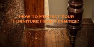 How To Protect Your Furniture From Termites?