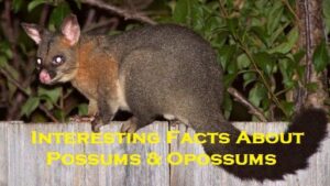 Interesting Facts About Possums & Opossums