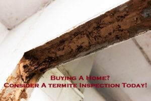 Buying A Home? Consider A termite Inspection Today!