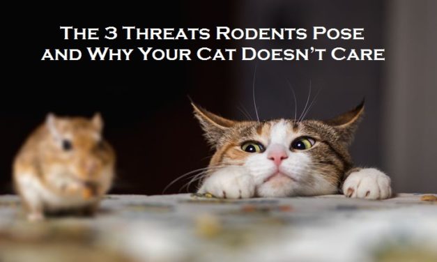 The 3 Threats Rodents Pose and Why Your Cat Doesn’t Care