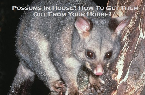 Possums In House? How To Get Them Out From Your House?