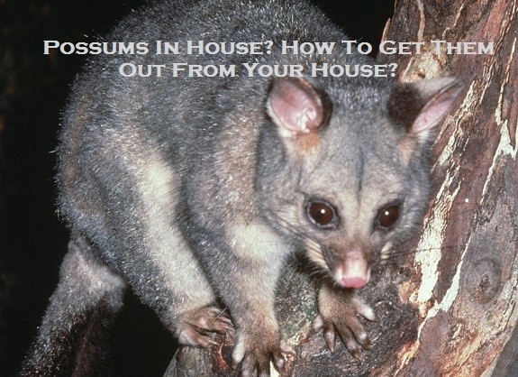 Possums In House? How To Get Them Out From Your House?