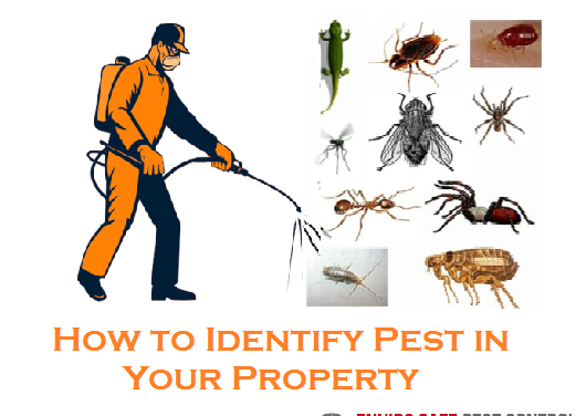 How to Identify Pest in Your Property