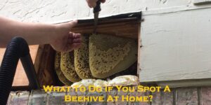 What To Do If You Spot A Beehive At Home?