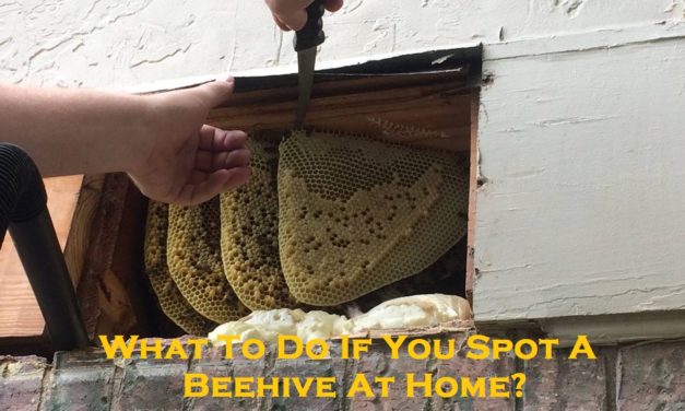 What To Do If You Spot A Beehive At Home?