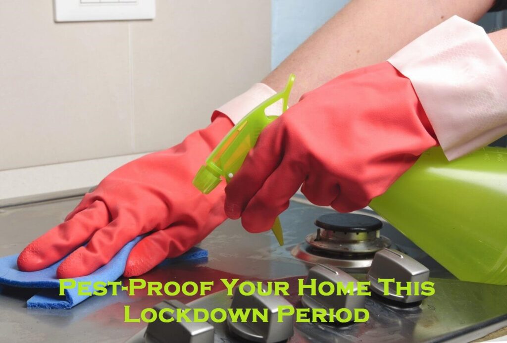 Pest-Proof Your Home This Lockdown Period