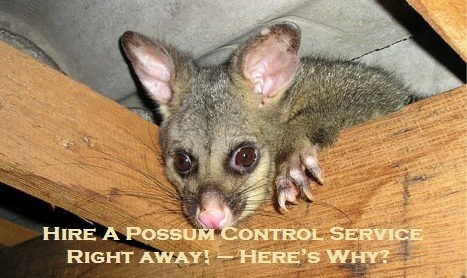 Hire A Possum Control Service Right away! – Here’s Why?