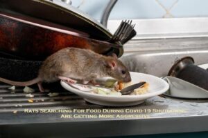 Rats Searching For Food During Covid-19 Shutdowns Are Getting More Aggressive