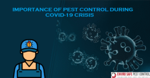 Importance Of Pest Control During COVID-19 Crisis