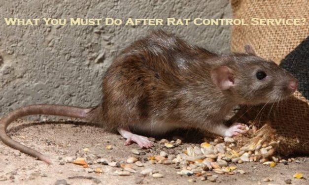 What You Must Do After Rat Control Service?