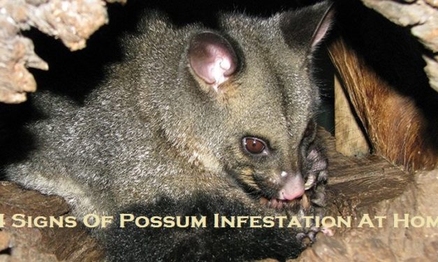 4 Signs Of Possum Infestation At Home