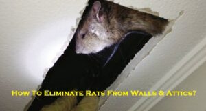 How To Eliminate Rats From Walls & Attics?